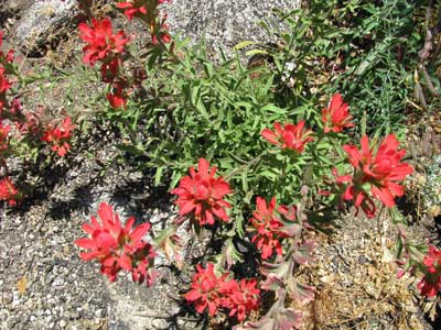 Red Flowers