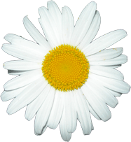 Daisy Decoration